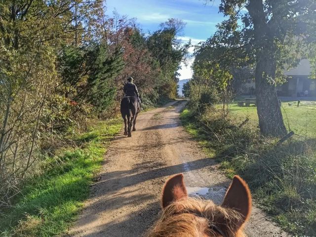 Passeggiate a cavallo Organizziamo passeggiate a cavallo per principianti e cavalieri esperti Si possono fare passeggiate di 1 2 o 3 ore con degustazione...